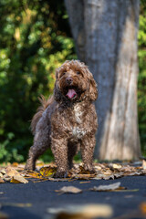 Cockapoo Dog Running Wild in the Woods, Living His Best Life