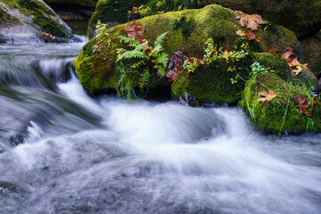 Lake Creek in Western Oregon is home to migrating Coho Salmon. © PKZ