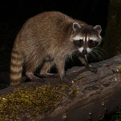 Raccoon (Procyon lotor) feeding at night in Western Oregon.