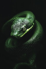Fototapeta premium Green snake wrapped around it, against a black background