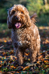 Cockapoo Dog Running Wild in the Woods, Living His Best Life