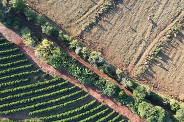 contrastes entre as árvores, agricultura e pecuária em uma fazenda brasileira, vista de um drone