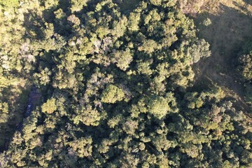 Vista aérea do topo das árvores em uma floresta tropicalk, com uso de drone