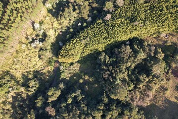 Vista aérea de vegetação em uma fazenda, com uso de drone