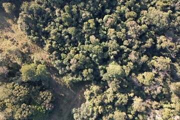 Imagem aérea de uma floresta tropical obtidas com uso de drone, no Brasil. © Ricardo_S_Levenhagen