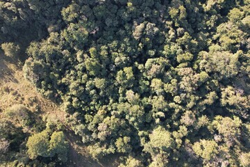 Imagem aérea de uma floresta tropical obtidas com uso de drone, no Brasil. © Ricardo_S_Levenhagen