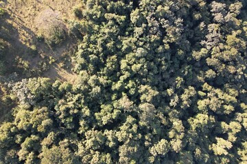 Imagem aérea de uma floresta tropical obtidas com uso de drone, no Brasil. © Ricardo_S_Levenhagen