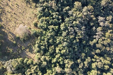 Imagem aérea de uma floresta tropical obtidas com uso de drone, no Brasil. © Ricardo_S_Levenhagen