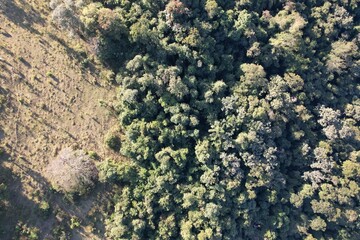 Imagem aérea de uma floresta tropical obtidas com uso de drone, no Brasil. © Ricardo_S_Levenhagen