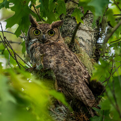 Great Horned Owl (Bubo virginianus) with eyes wide open and ear perked up.