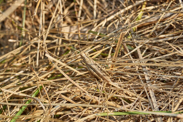 Locust are sitting in the grass on the lawn. Locust, acrides - several species of insects of the family of true locusts (Acrididae).