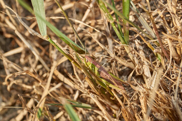 Locust are sitting in the grass on the lawn. Locust, acrides - several species of insects of the family of true locusts (Acrididae).