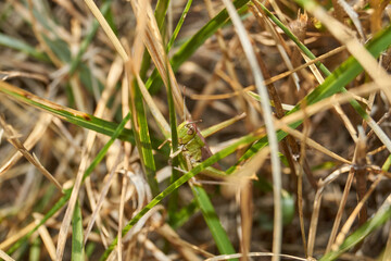 Locust are sitting in the grass on the lawn. Locust, acrides - several species of insects of the family of true locusts (Acrididae).