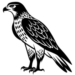 Fototapeta premium Fierce Majesty: Hawk in Full Glory vector silhouette 