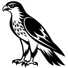Obraz premium Fierce Majesty: Hawk in Full Glory vector silhouette 