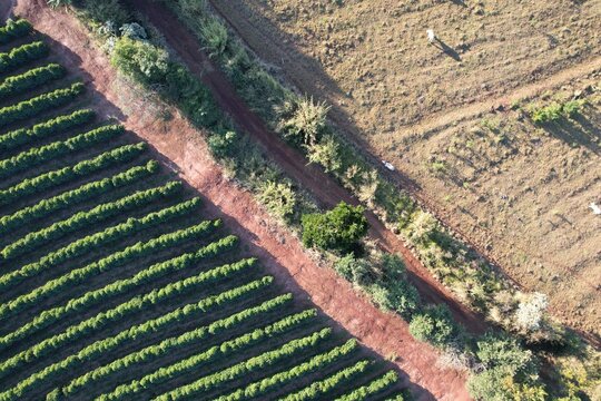 O contraste entre as &aacute;rvores, o pasto e a planta&ccedil;&atilde;o, em uma fazenda localizada no estado de S&atilde;o paulo, Brasil, vista de um drone.