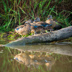 Wood Ducks (Aix sponsa) resting on a log. William L. Finley National Wildlife Refuge, Oregon