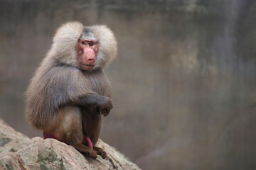 Naklejka premium A male hamadryas baboon sits on a large boulder. Large monkey.