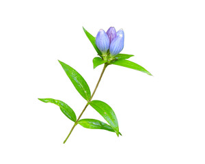 Gentiana andrewsii | Bottle Gentian | Native North American Prairie Wildflower Isolated on White Background
