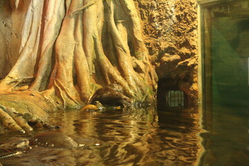 Lutra cinerea, Aonyx cinereus or Amblonyx cinereus in water near a tree