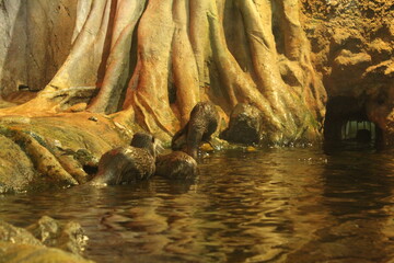Lutra cinerea, Aonyx cinereus or Amblonyx cinereus playing on the water in a pool near a tree