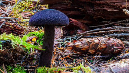 Violet Cort (Cortinarius violaceus)in the understory of Douglas Fir Forest in Westerm Oregon. Marys...