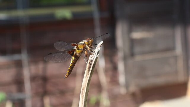 Ważka owad na patyku dragonfly