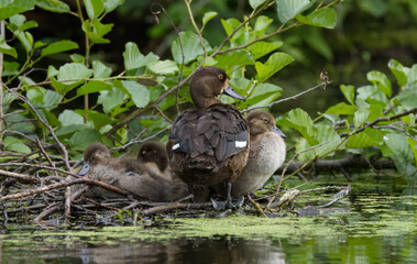 beautiful tufted duck female, duck mum with little ducklings, duck family on the shore, dark brown duck mum with her ducklings, dark brown ducks, Aythya fuligula family