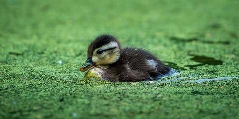 Wood Duck (Aix sponsa) duckllings..Western Oregon.