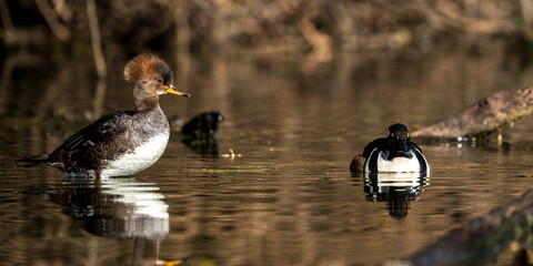 Male and Female Hooded Mergansers (Lophodytes cucullatus). Western Oregon.