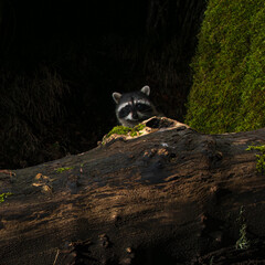 Raccoon (Procyon lotor) feeding at night in Western Oregon.