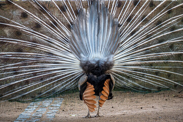 Blauer Pfau