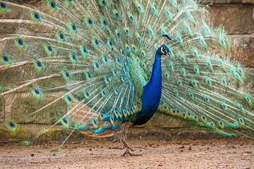 Obraz premium Blauer Pfau