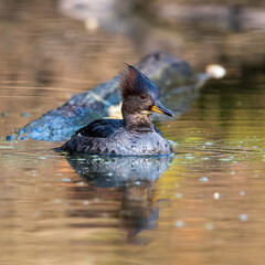 Female Hooded Mergansers (Lophodytes cucullatus) feeding. Western Oregon.