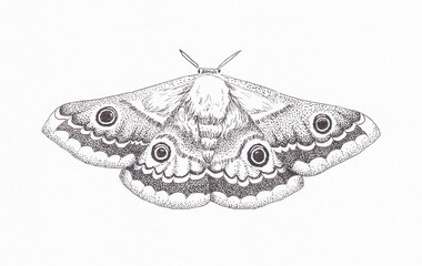 Pen and ink drawing of a moth