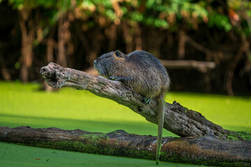 Obraz premium Nutria, aka Coypu (Myocastor coypus) is an invasive species in Western Oregon.