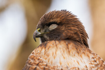 Red-tailed Hawk (Buteo jamaicensis) with lower eyelid closed as he sleeps during the Fall in Western Oregon.