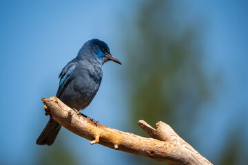Pinyon Jay (Gymnorhinus cyanocephalus) perched on a stick in Central Oregon.