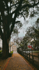flowers on the ground in Curitiba