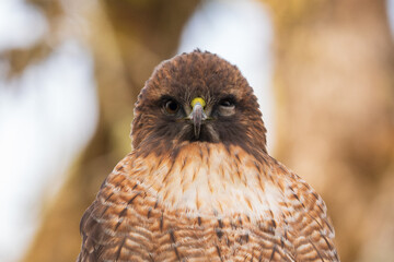 Red-tailed Hawk (Buteo jamaicensis) with lower eyelid partially closed as he sleeps during the Fall in Western Oregon.