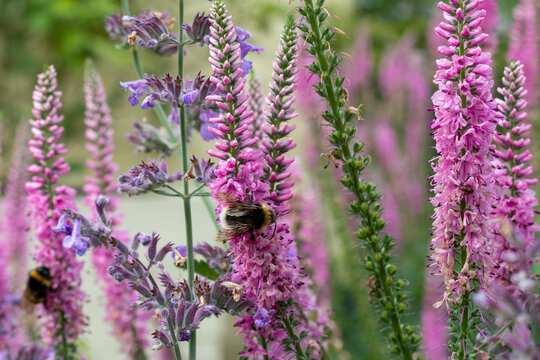 pollinators