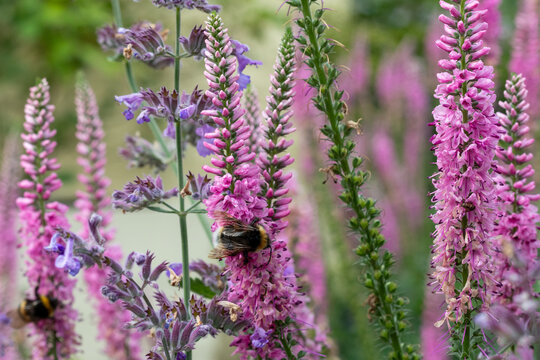 pollinators