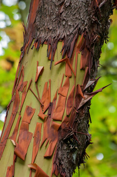 Bark of the Pacific Madrone (Arbutus menziesii) in western Oregon