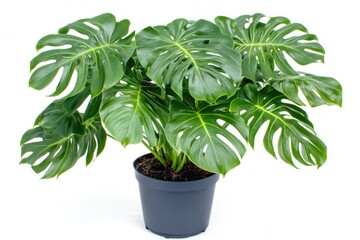 Naklejka premium A small potted plant with bright green leaves sits on a clean white background