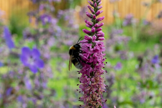 pollinators