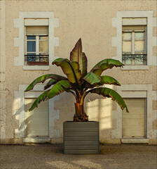 A blood banana plant stood in a grey planter in a french street