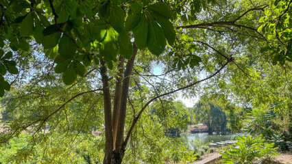 Lush green foliage framing a serene lake view on a sunny day, emphasizing tranquility and nature concepts, ideal for eco-tourism, wellness, environmental campaigns, or relaxation-themed promotions.