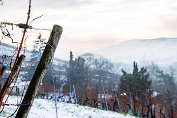Wooden vineyard stake in a frosty snowy landscape with distant mountains and snow dusted fields. Cloudy sky background. Copy space

