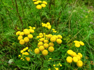 Vibrant yellow flowers against a green field