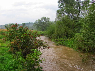 Wild river flowing through the forest